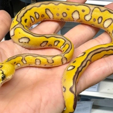 Hurricane Leopard Enchi Vanilla Clown