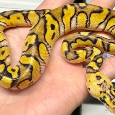 Stranger Enchi Vanilla Clown
