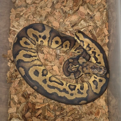 Female Black Pastel Leopard Clown Ball Python - female for sale from AGB_Pythons
