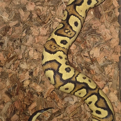 Pair Of Clowns Ball Python - unknown for sale from AGB_Pythons