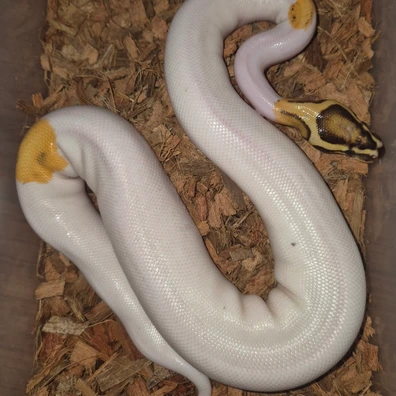 Female Orange Dream Leopard Fire Yellowbelly Pied Ball Python - female for sale from AGB_Pythons