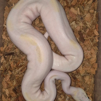 Ivory Orange Dream Pied Ball Python - female for sale from AGB_Pythons