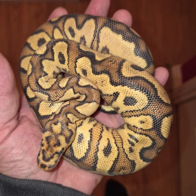 Male Orange Dream Fire Red Stripe Yellowbelly Clown Ball Python - male for sale from AGB_Pythons