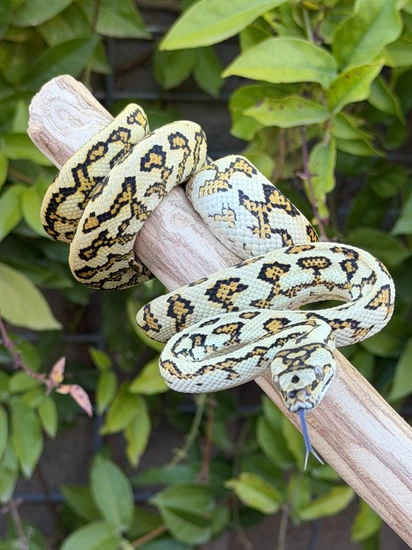 Red Jungle Jag Other Carpet Python by Blue Mountain Pythons