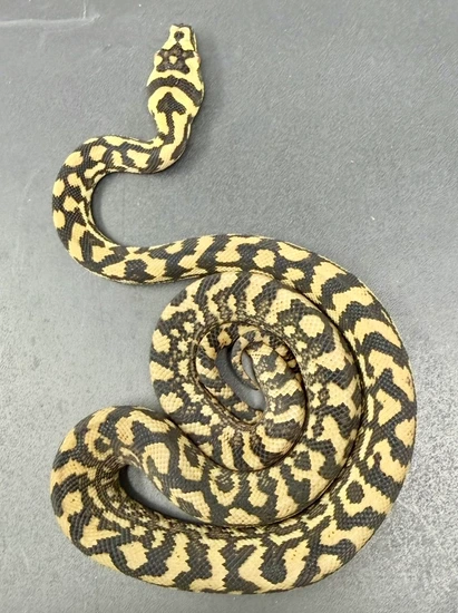 2025 50% Diamond Jungle Other Carpet Python by Blue Mountain Pythons