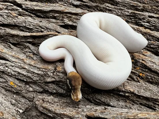 Pinto Ball Python Well Started Russo/pinto Pied Female Ball Python by Aisreptiles