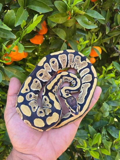 *no reserve* fire orange dream clown ball python by... Fire Orange Dream 66% DH Puzzle/Clown Ball Python by DANG Egg-Xotics