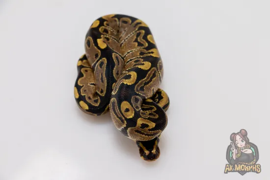 Trick Ball Python by AK Morphs