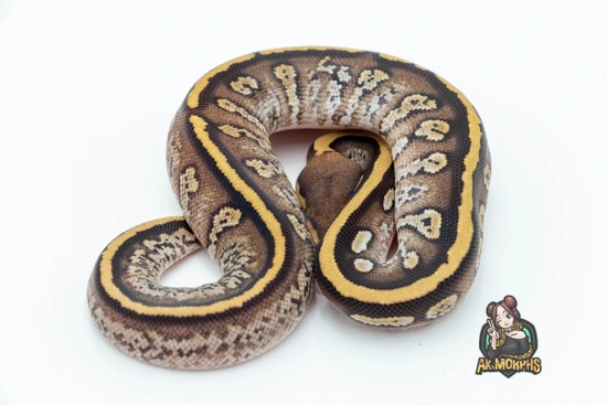 Twister Mojave Het Pied Ball Python by AK Morphs