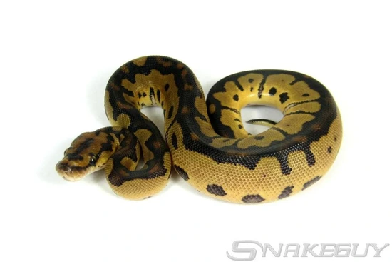 Twister Clown Ball Python by AK Morphs