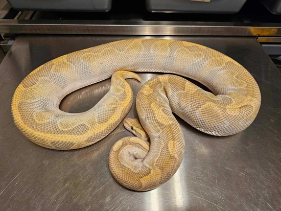 Enchi Lesser Hypo 2700+ Grams Ball Python by AK Morphs
