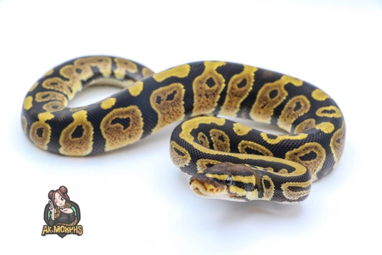 Twister Het Lav 50% Pied Ball Python by AK Morphs