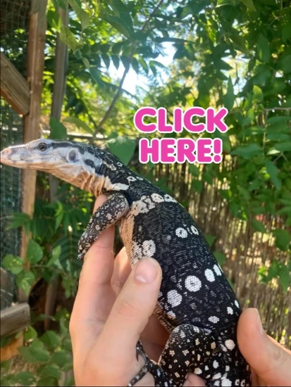 USCBB Javan Axanthic Water Monitor by ALA Reptiles