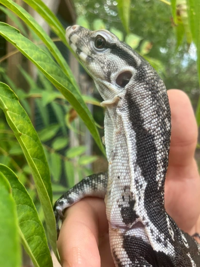 USCBB Javan Axanthic Water Monitor by ALA Reptiles