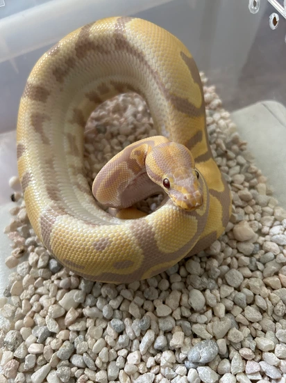 CANDINO Ball Python by Albert P. Clark