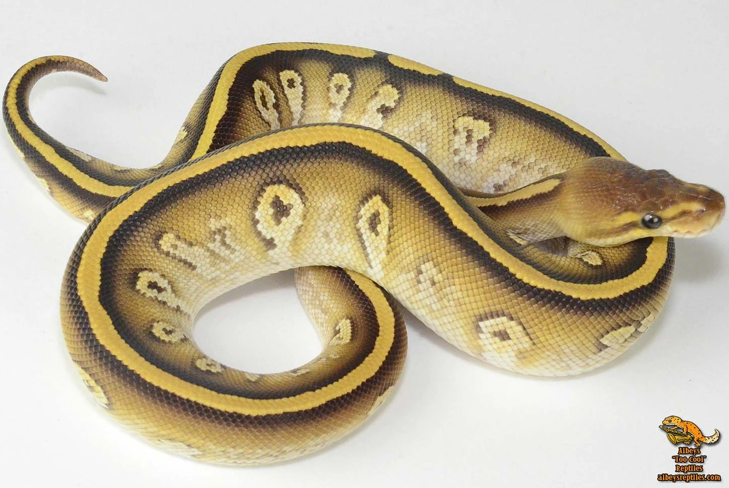 Super Cypress Mojave Possible Yellow Belly Available Now
