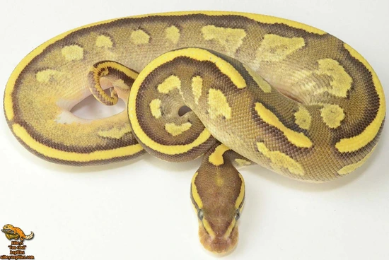 Black Head Sauce (Fire) Yellow Belly Red Gene Ringer Gene 66% Possible ...