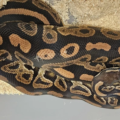 Black Pastel Dh Monarch Pied