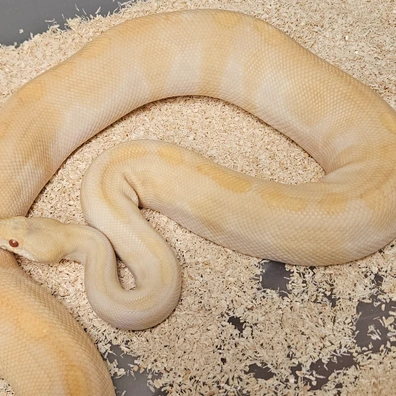 Black Pastel Chocolate Enchi Albino