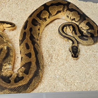 Pastel Enchi Pied