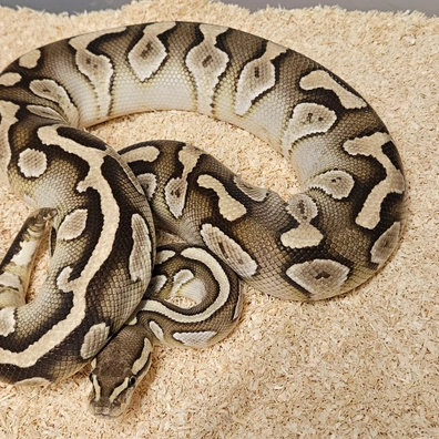 Chocolate Butter Dh Clown Hypo