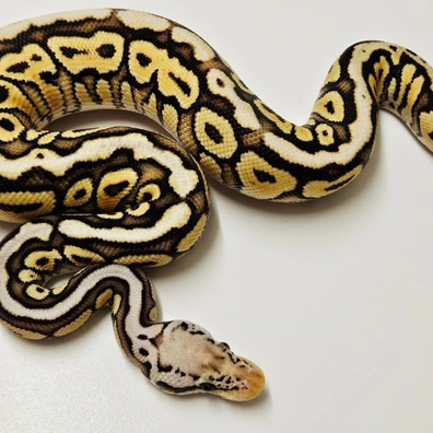 Pastel Special Spotnose Het Clown Ball Python - female for sale from Albinoreptiles