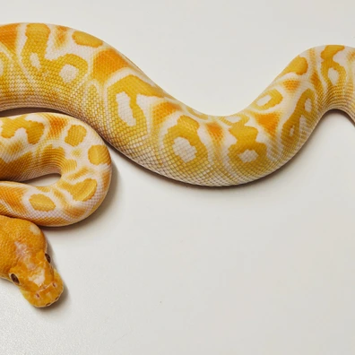 Cypress Lavender Clown Ball Python - male for sale from Albinoreptiles