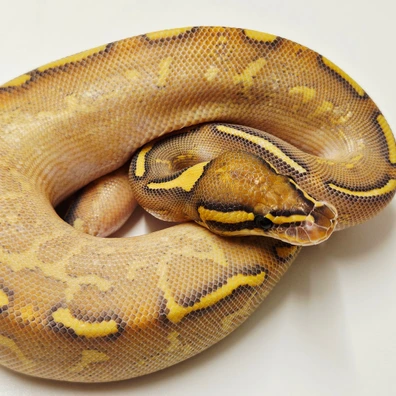 Hypo Highway Ball Python - female for sale from Albinoreptiles