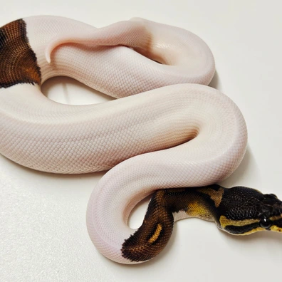 Black Pastel Pied Ball Python - male for sale from Albinoreptiles