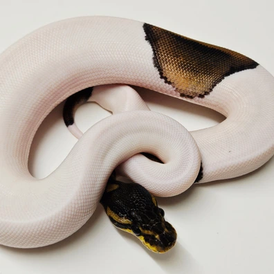 Black Pastel Pied Ball Python - female for sale from Albinoreptiles