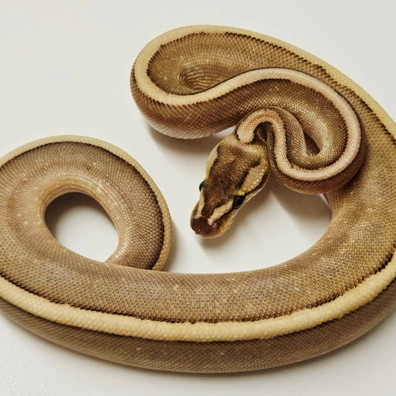 Pastel Bamboo G-stripe Ball Python - male for sale from Albinoreptiles