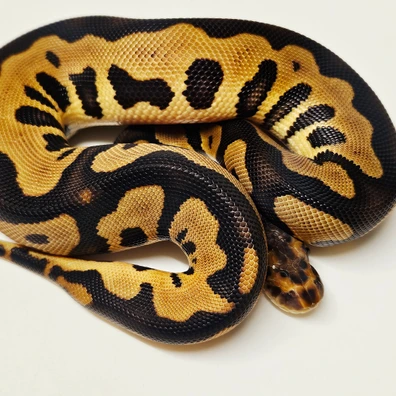 Leopard Chocolate Clown Ball Python - female for sale from Albinoreptiles