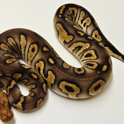Mahogany Chocolate Clown Ball Python - male for sale from Albinoreptiles