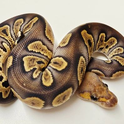 Ghi Chocolate Clown Ball Python - female for sale from Albinoreptiles