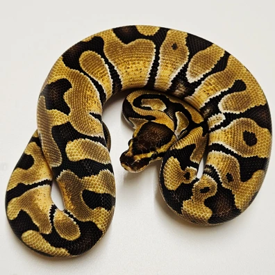 Enchi Th Hypo Desert Ghost Clown