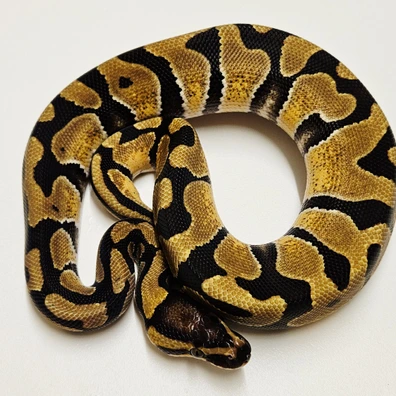 Enchi Th Hypo Desert Ghost Clown
