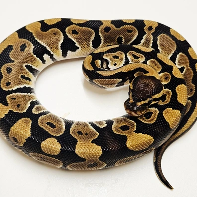 Th Hypo Desert Ghost Clown