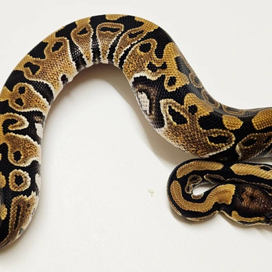 Th Hypo Desert Ghost Clown