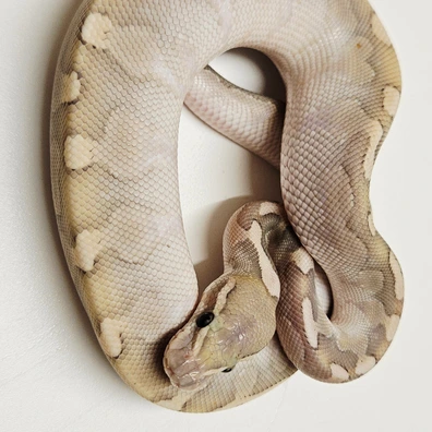 Enchi Hypo Stranger Bamboo Het Desert Ghost