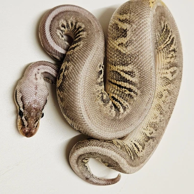 Pewter Leopard Dh Lavender Clown