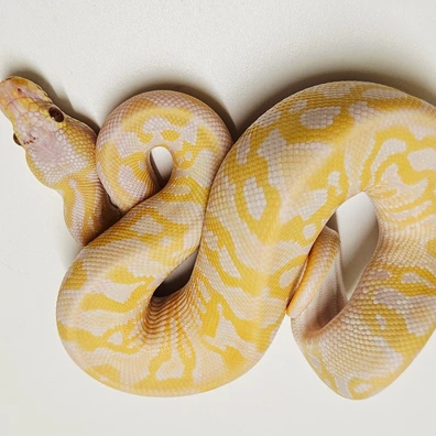 Pastel Leopard Lavender Het Clown