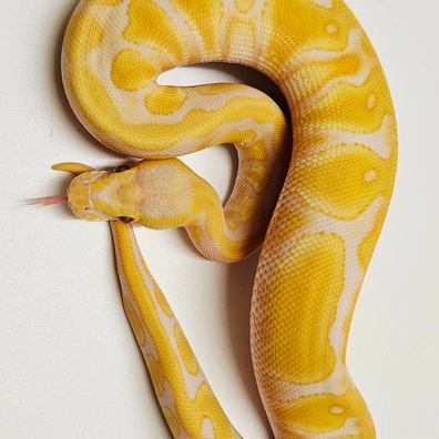 Pastel Enchi Lavender