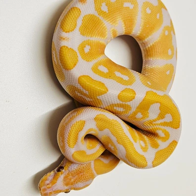 Pastel Lavender 66% Het Clown
