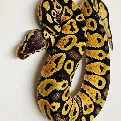 Pastel Het Lavender 66% Het Clown