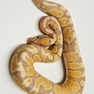 Ghi Banana Het Monarch