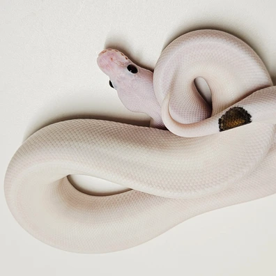 Black Pastel Russo Pied