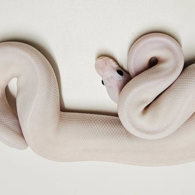 Black Pastel Russo Pied