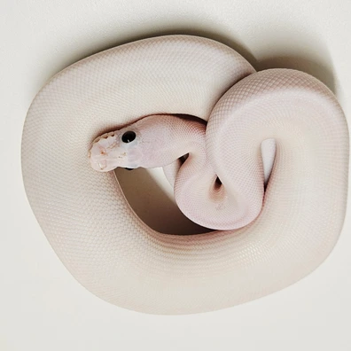 Black Pastel Russo Pied