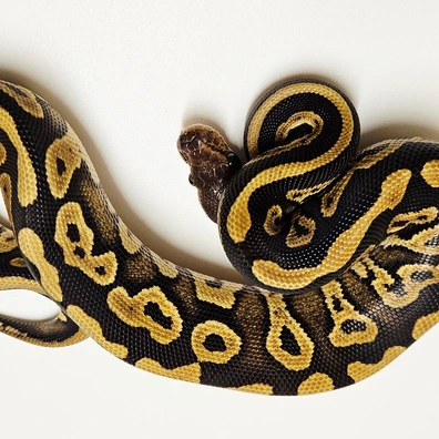 Pastel Acid 66% Het G-stripe