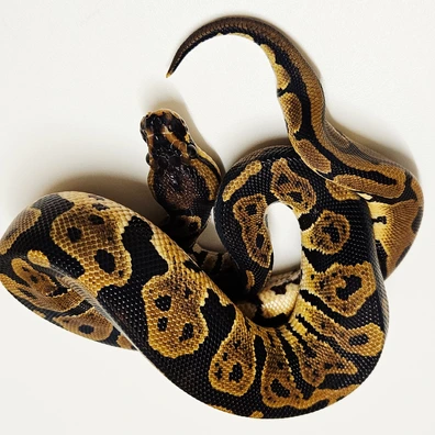 Acid 66% Het G-stripe